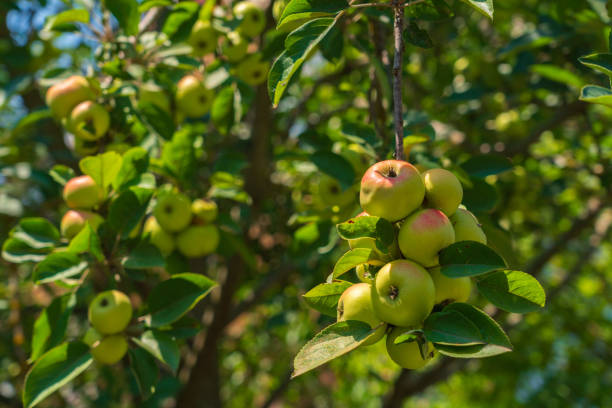 istock Ripening apples on a branch 1436113033