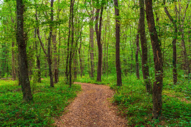 istock Trail  in the green dense summer forest 1436113142