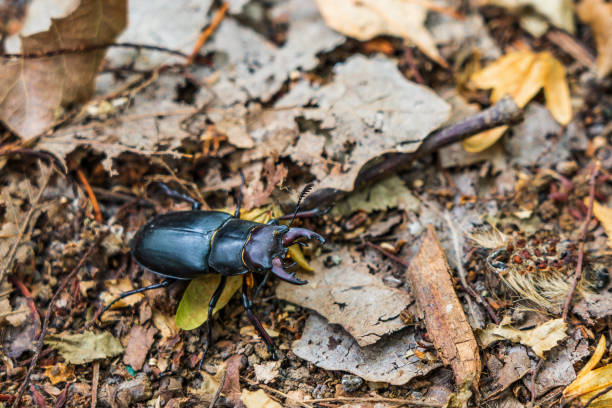 istock Stag beetle on dry leaves 1436113971