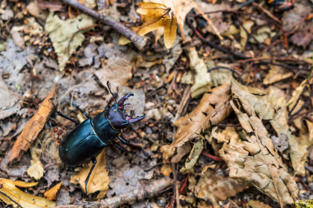 istock Stag beetle on dry leaves 1436114547