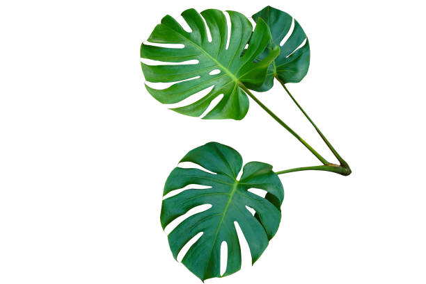istock Fresh monstera leaf isolated on white background with clipping path. 1436115180