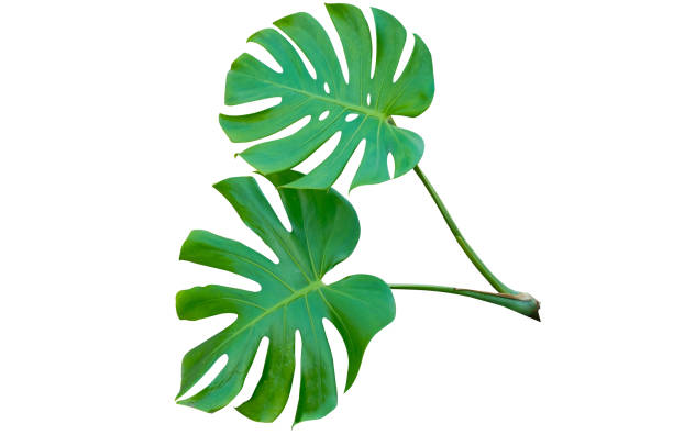 istock Fresh monstera leaf isolated on white background with clipping path. 1436115182