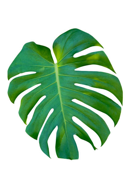 istock Fresh monstera leaf isolated on white background with clipping path. 1436115187