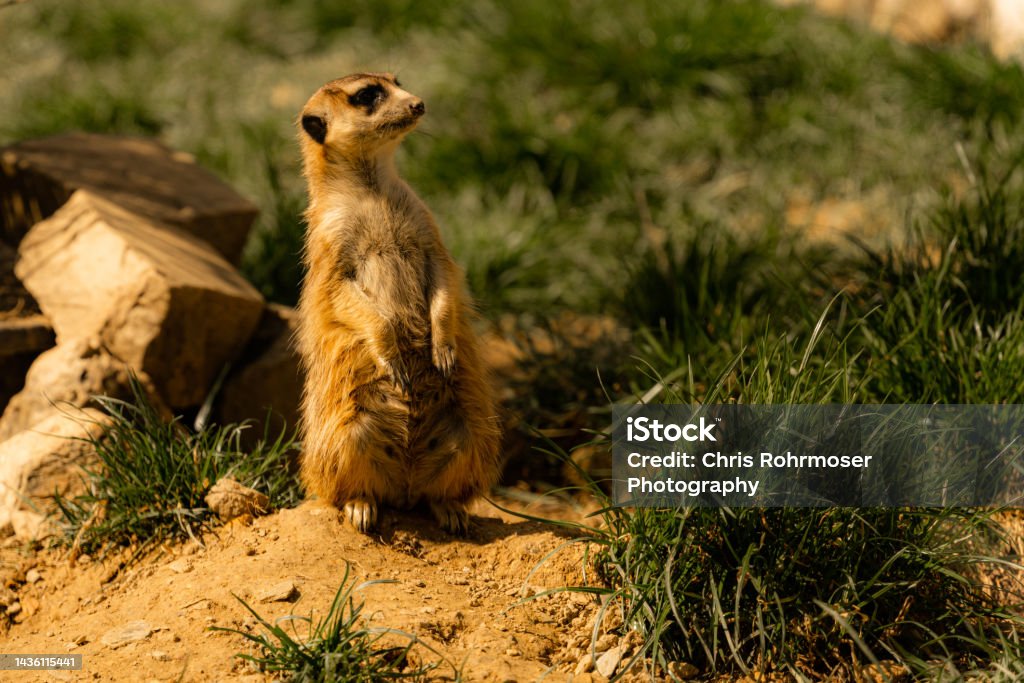 Meerkat - Bebas Royalti Kebun binatang Foto Stok Meerkat - Bebas Royalti Kebun binatang Foto Stok