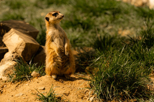 сурикат - meerkat nosy one animal animal стоковые фото и изображения