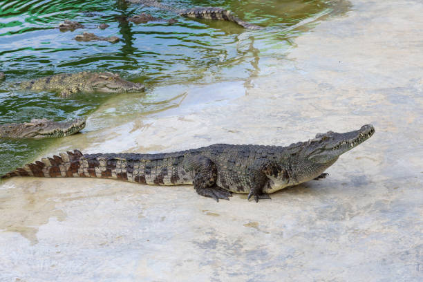 istock The salt crocodile is stay near the river 1436115574