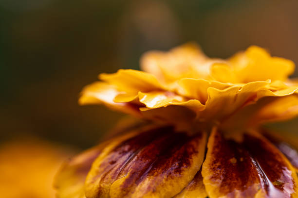 Bright yellow petals and dark center of Black-eyed Susan (Rudbeckia hirta), a classic North American wildflower.