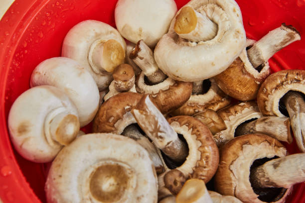 Ceps and wild mushrooms in bowl are ready for cooking.