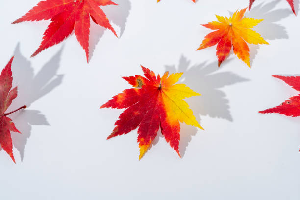 istock Maple leaves in autumn starting to color 1436120300