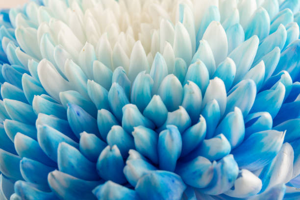 istock Blue and white chrysanthemum head flower in close up.   Floral pattern, object. Flat lay, top view. 1436120301