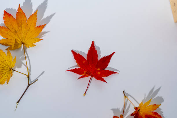 istock Maple leaves in autumn starting to color 1436120310