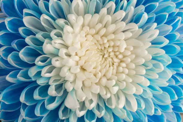 istock Blue and white chrysanthemum head flower in close up.   Floral pattern, object. Flat lay, top view. 1436120433