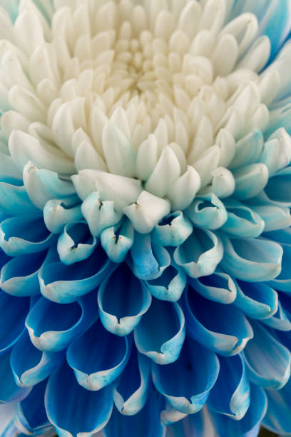 Blue and white chrysanthemum head flower in close up.   Floral pattern, object. Flat lay, top view.