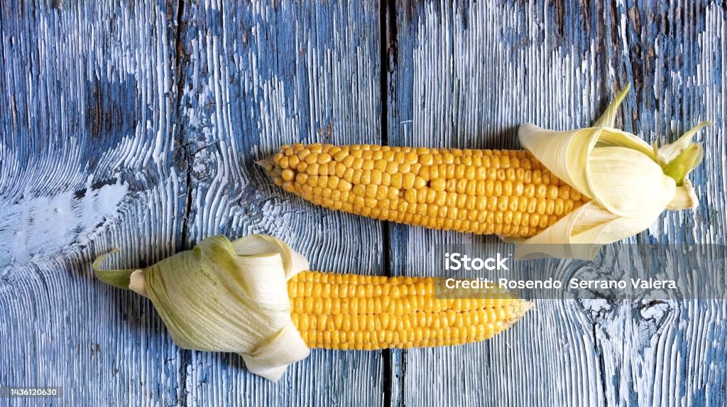 Sweet corn on a bluish wooden background Agricultural Field Stock Photo