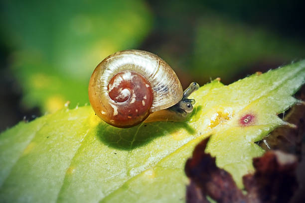 Snail On Backside Of Leaf.