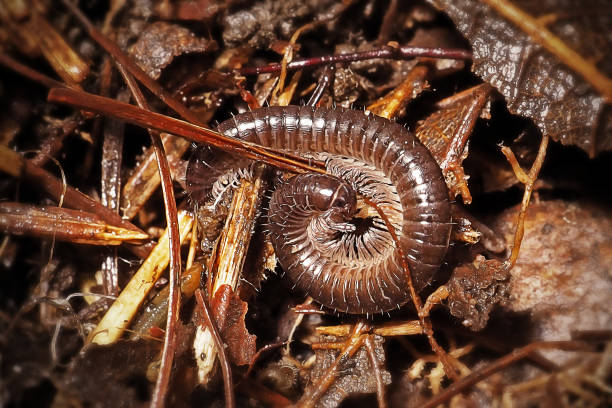 istock Tachypodoiulus niger Black Millipede 1436120694