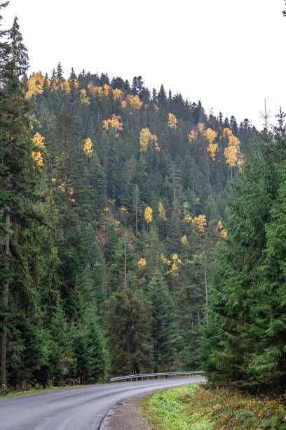 istock Winding road in a mountainous area in a coniferous forest. 1436121010