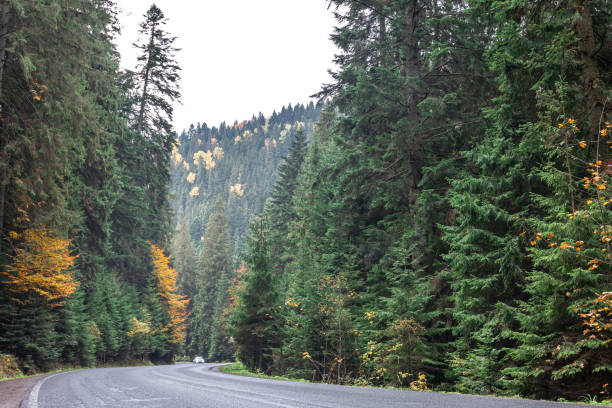 istock Winding road in a mountainous area in a coniferous forest. 1436121011