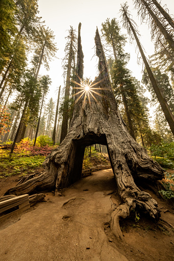 Fall Colors And Morning Light Surround Tunnel Tree in Yosemite National Park
