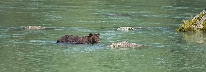 Grizzly bear fishing in the river catching spawning salmon in Hyder, Alaska.