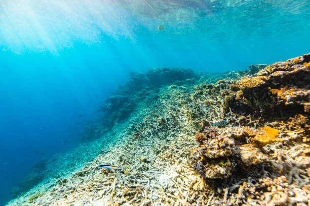 istock Underwater nature background of destroyed broken coral in natural light 1436123241