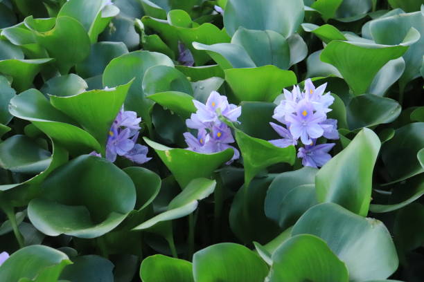 istock Water hyacinth (Eichhornia crassipes) grows above the water surface and forms colonies. Leaf pattern background 1436123407