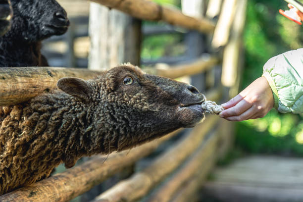 istock A woman feeds a sheep in a zoo, close-up. 1436123454