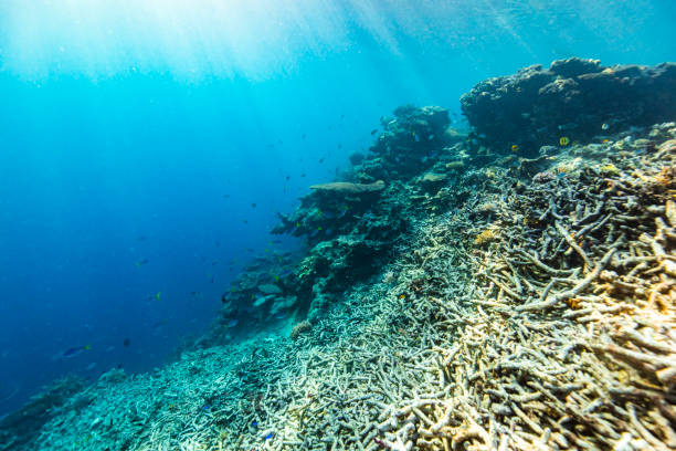 Underwater nature background of destroyed broken coral in natural light
