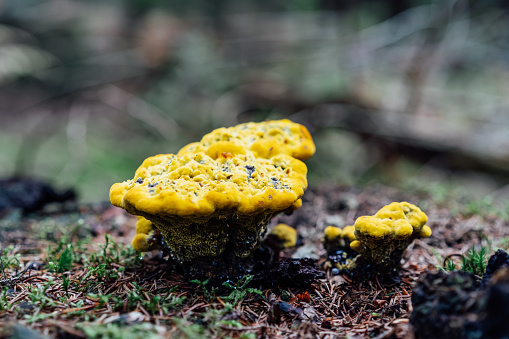 Strange,unknown yellow fungus growing on trees stump in autumn forest. nature in fall season. Toxic plants. Selective focus, copy space