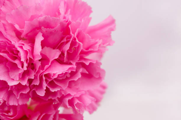 istock Close-up pink flower background 1436125316