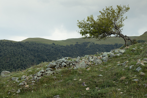 Lonely green tree on summer mountain green slope with stones in overcast weather. Anxious mountain landscape.