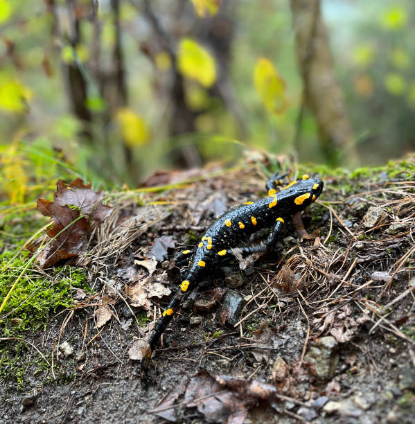 istock Fire salamander in South Tyrol in the mountains 1436126122
