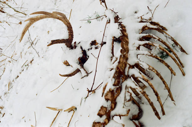istock A deer's rack and skeleton in the snowy Forest 1436127756