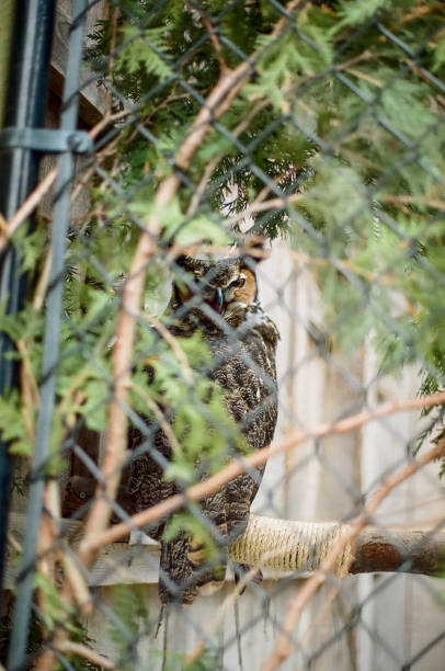 istock A great horned owl behind a chain-link fence 1436127764