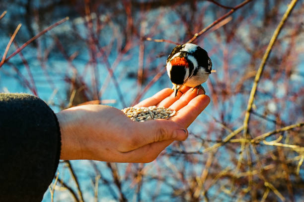 A man feeds a pileated woodpecker in his hand