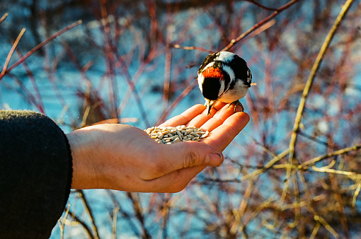 A man feeds a pileated woodpecker seeds in his hand in the winter