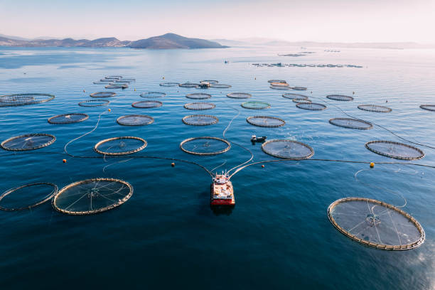 istock Drone View Fish Farms in the Sea 1436128021