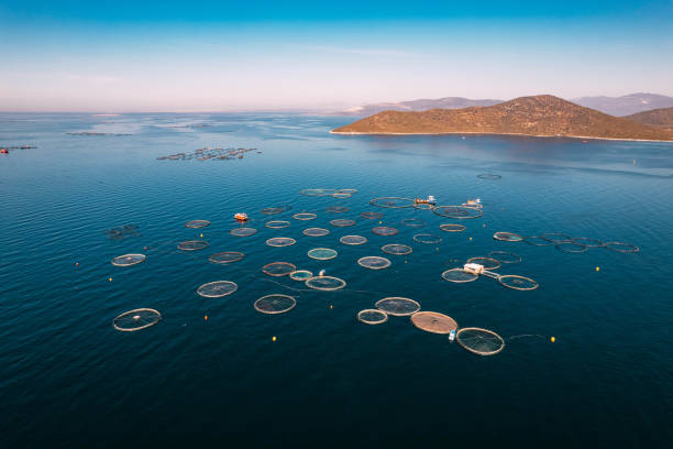 istock Drone View Fish Farms in the Sea 1436128029