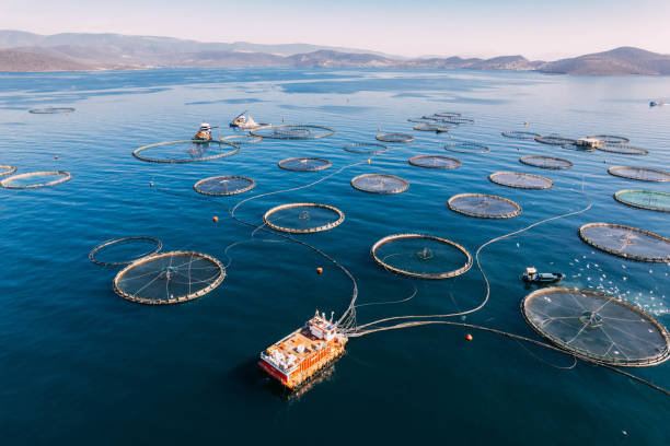 drone view fermes piscicoles dans la mer - aquaculture photos et images de collection