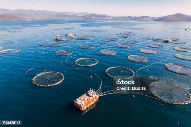 Drone View Fish Farms In The Sea Stock Photo - Download Image Now - Fish Farm, Aquaculture, Fishing Industry