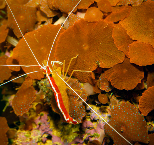 istock Red skunk cleaner shrimp - Lysmata Amboinensis 1436128591