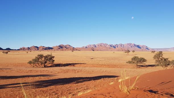 istock Namibian desert walking tour in the spring 1436128736