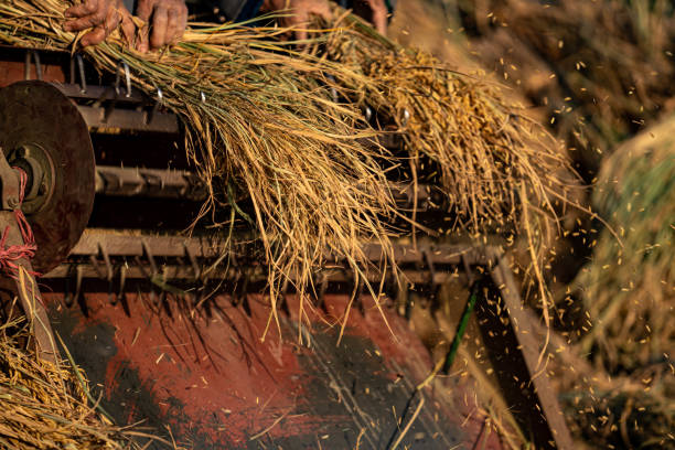 les agriculteurs transforment le riz à la main - developing countries farmer rice paddy asia photos et images de collection