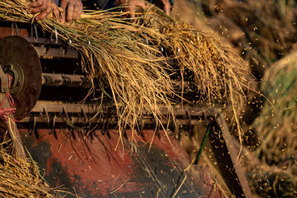 gli agricoltori lavorano il riso a mano - developing countries farmer rice paddy asia foto e immagini stock