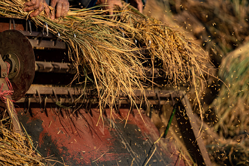 Farmer, harvesting and processing rice with traditional handcraft