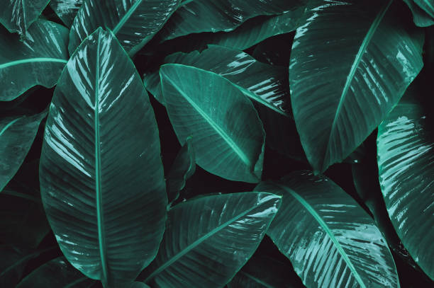 istock abstract banana leaf texture, tropical leaf foliage nature dark green background 1436130445