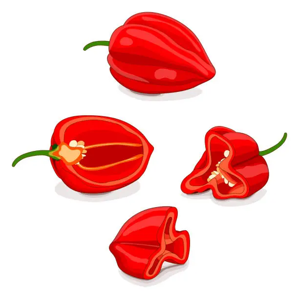 Vector illustration of Whole, half and quarter of red habanero chili peppers. Capsicum chinense. Hot chili pepper. Fresh organic vegetables. Cartoon style. Vector illustration isolated on white background.