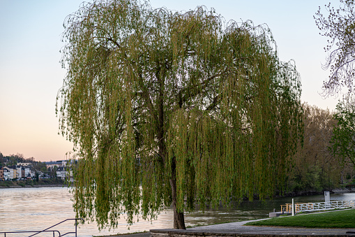 Der größte alleinstehende Baum am Rheinufer in Koblenz.