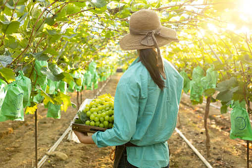 Rear view of a young female farmer looking to the front while holding a basket full of grapes she has harvested