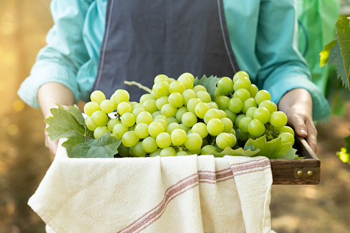 Close-up of a young female farmer holding a basket full of grapes she has harvested and holding it with both hands in front of her